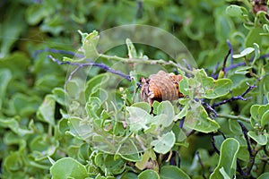 Hermit Crab in Shrub  832520