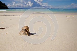 Hermit Crab on the Siam Bay