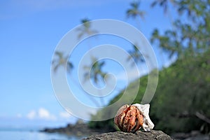 Hermit crab sit on a rock on islet in Muri lagoon Rarotonga Cook