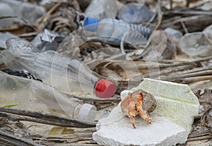 Hermit crab sitting on the piece of penoplast among plastic bottles a the garbage dump a the beach at tropical island