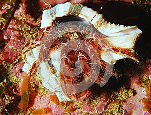 Hermit crab