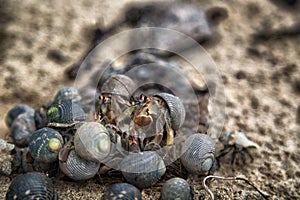 Hermit crab society