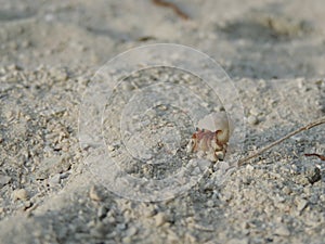 Hermit crab/ soldier crab in shell walks on white beach in sand close-up. Little wild sea animal. Sea creature close-up. Maldives