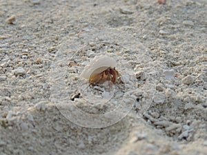 Hermit crab/ soldier crab in shell walks on white beach in sand close-up. Little wild sea animal. Sea creature close-up. Maldives