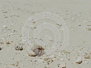 Hermit crab/ soldier crab in shell walks on white beach in sand close-up. Little wild sea animal. Sea creature close-up. Maldives