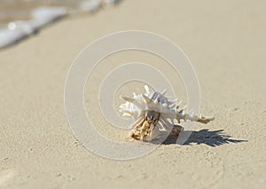 Hermit crab in spiky seashell on sandy beach