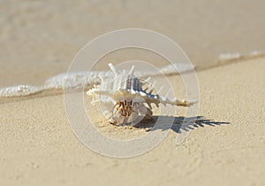 Hermit crab in spiky seashell on sandy beach