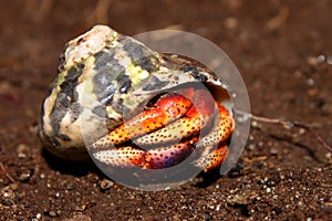 Hermit Crab on St Kitts