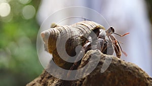 Hermit Crab struggles to climb a rock