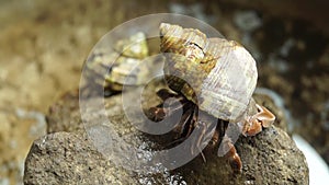 Hermit Crab struggles to climb a rock