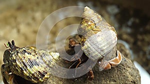 Hermit Crab struggles to climb a rock