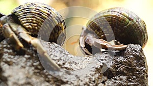 Hermit Crab struggles to climb a rock