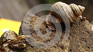 Hermit Crab struggles to climb a rock