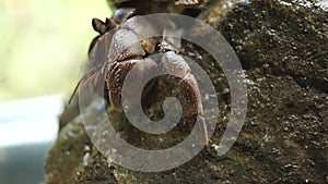 Hermit Crab struggles to climb a rock