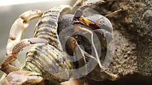 Hermit Crab struggles to climb a rock