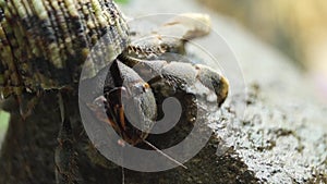 Hermit Crab struggles to climb a rock