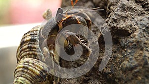 Hermit Crab struggles to climb a rock