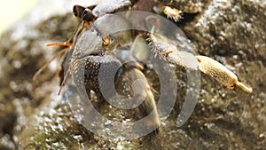 Hermit Crab struggles to climb a rock