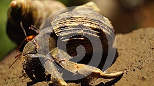 Hermit Crab struggles to climb a rock