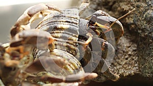 Hermit Crab struggles to climb a rock