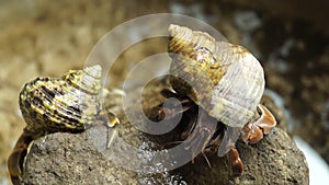 Hermit Crab struggles to climb a rock