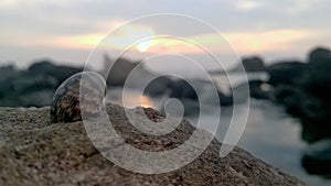 hermit crab at sunset on the beach