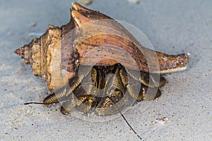 Hermit Crab at Surin national park