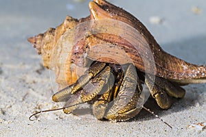 Hermit Crab at Surin national park