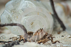 Hermit crab surviving at the polluted beach with plastic bottles and garbage at the tropical island