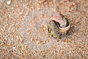 Hermit crab take a peek coming out from its spiral shell in a sandy beach