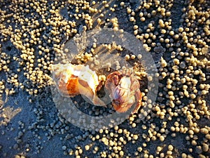 Hermit crab at Tanjung Sepat beach