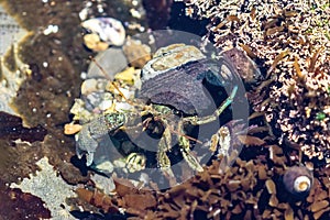 Hermit crab in tidepool