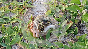 A Hermit Crab at Tomori Beach at Amami Oshima, Kagoshima, Japan