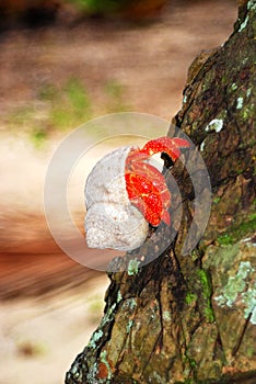 Eremita granchio sul un albero 