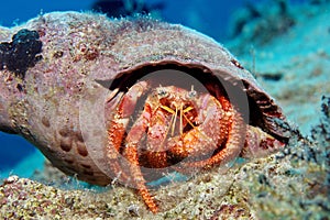 Hermit Crab in Triton Shell