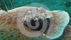 Hermit Crab Underwater Macro Close Up Seascape Of Cute Critter Under Shell On Coral Reef