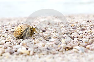 Hermit crab walk a long the beach