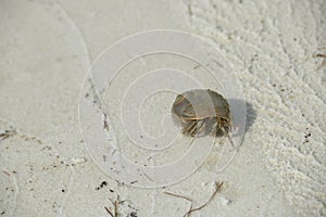 Hermit Crab Walking on Beach