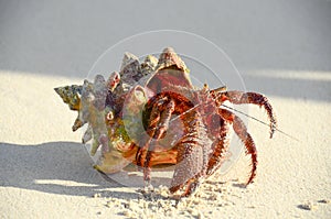 Hermit crab