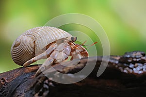 A hermit crab are walking slowly.