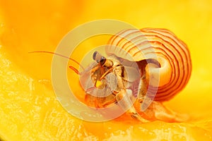 A hermit crab are walking slowly.