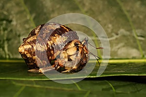 A hermit crab is walking slowly on the leaves.
