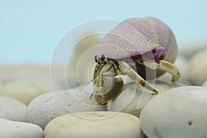 A hermit crab is walking slowly on the shell of a large dead hermit crab.