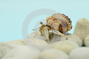 A hermit crab is walking slowly on the shell of a large dead hermit crab.