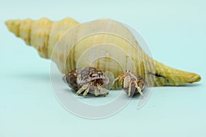 A hermit crab is walking slowly on the shell of a large dead hermit crab.