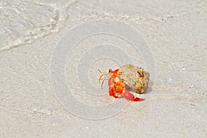 Hermit crab walking toward the sea