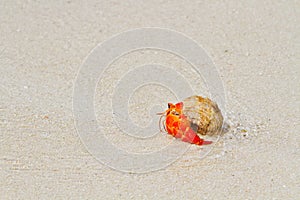 Hermit crab walking toward the sea
