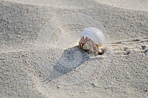 Hermit crab