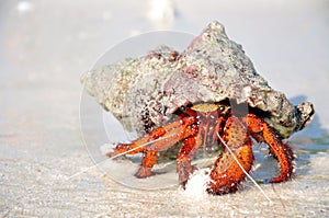 Hermit crab on the white sand