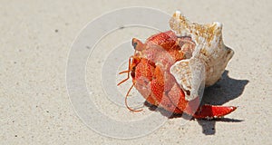 Hermit crab, zanzibar, tanzania